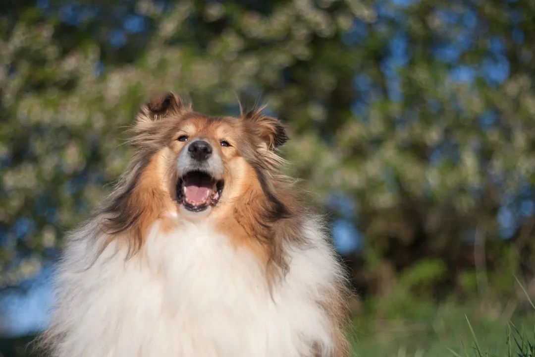 #8 - Shetland Sheepdog: Sensitive Noise Amplifier (Unravels in Busy Areas) (Image Credits: Unsplash)