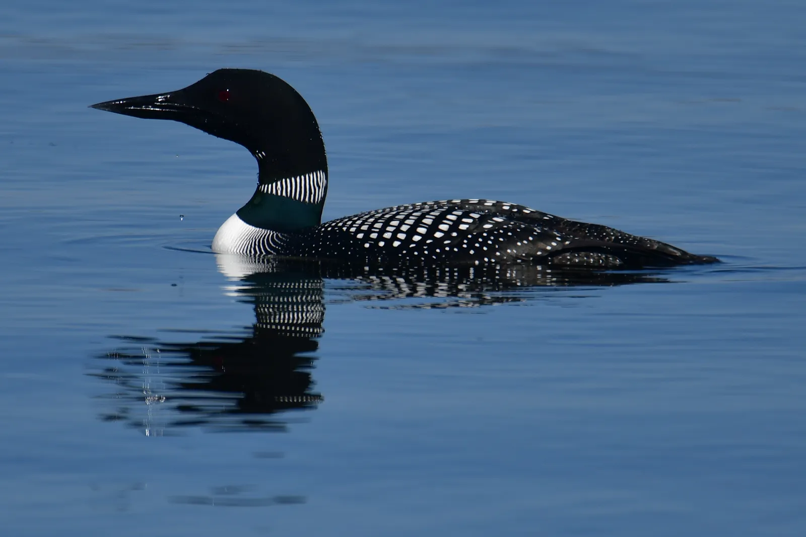 Reflections on a Familiar Sound (By August Schwerdfeger, CC BY 4.0)