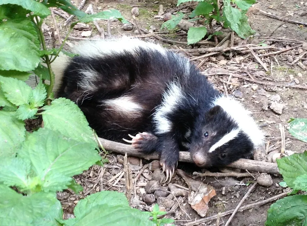 South Carolina: Piedmont Skunk Territory (Image Credits: Flickr)