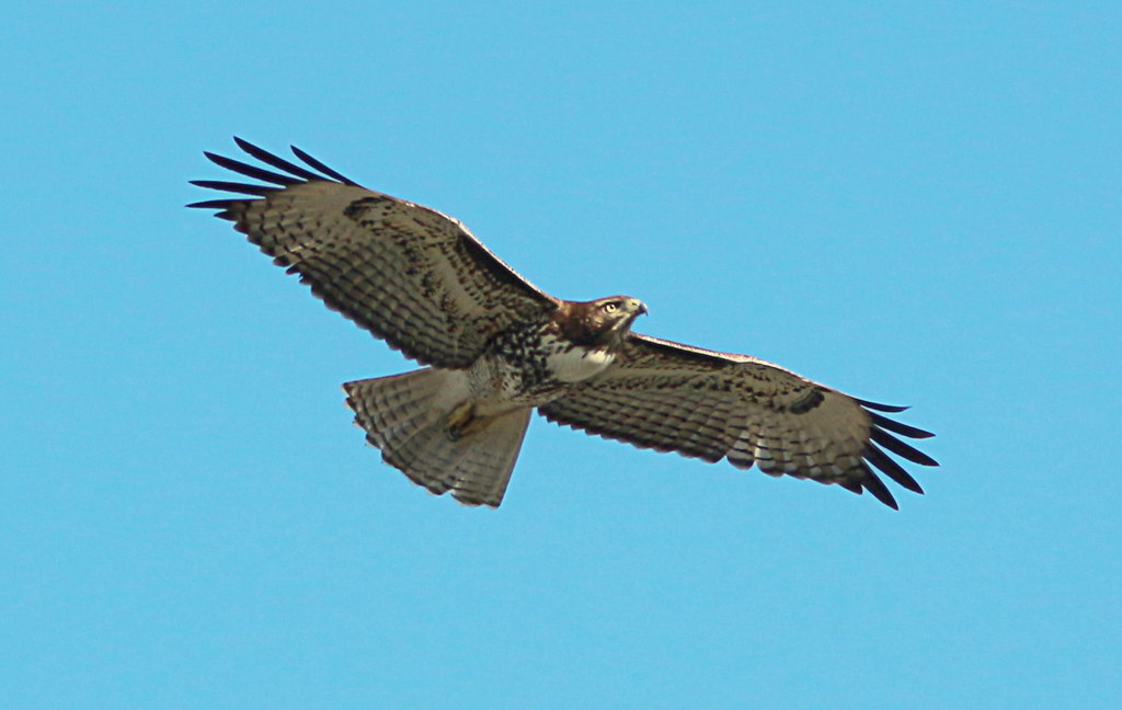Conclusion: Soaring Beyond Our Limitations (Image Credits: Flickr)