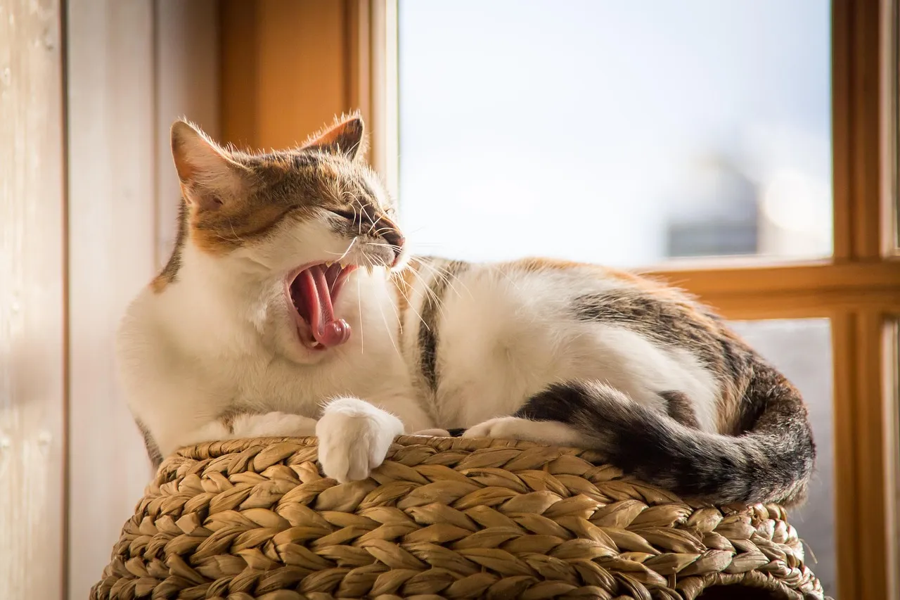 #13 - Relaxed Tail Position (Image Credits: Pixabay)