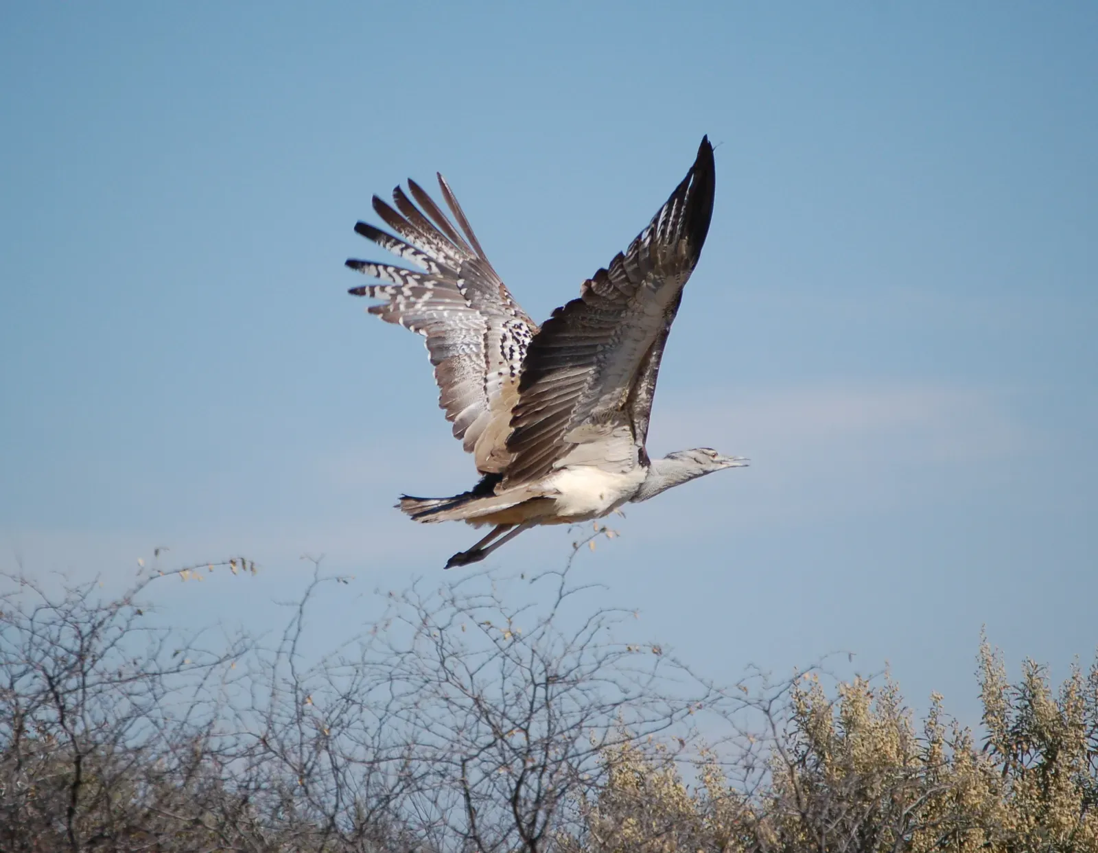 3. It Has a Wingspan Built for a Giant (By Arnstein Rønning, CC BY 3.0)