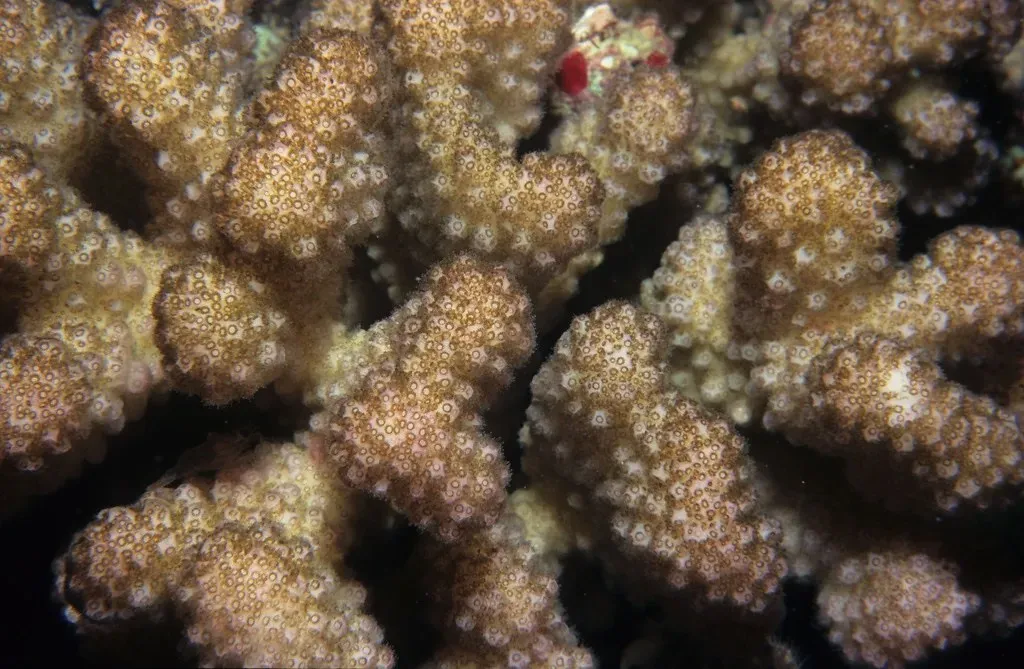 4. Coral Polyps: Architects of the Ocean's Greatest City (Image Credits: Flickr)