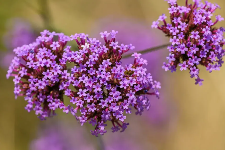 9. Verbena (Image Credits: Pexels)