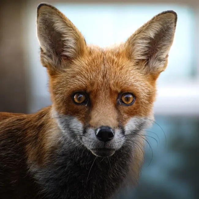 #16 - They Hold Your Gaze for a Second Without Fleeing (Image Credits: Pexels)