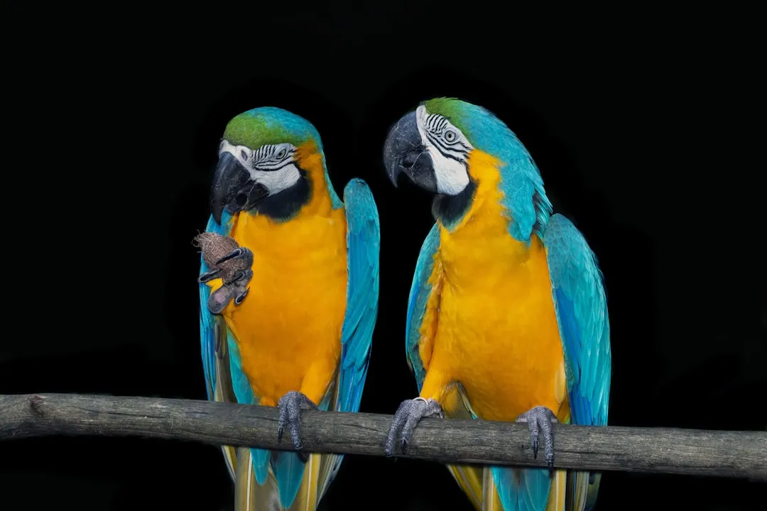 #11 - Blue-and-Gold Macaws: Loyalty That Looks Like Rage (Image Credits: Unsplash)