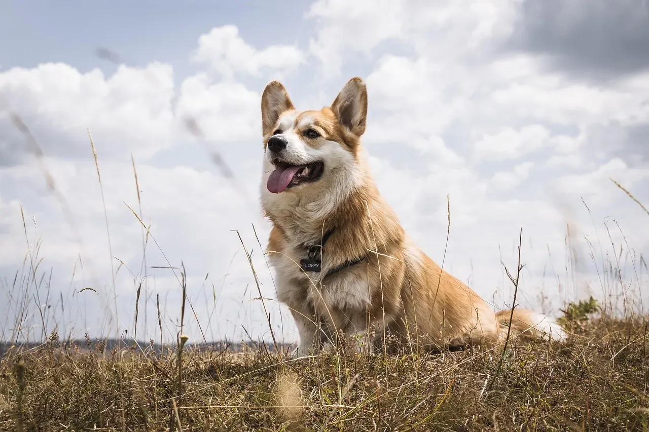 11. Pembroke Welsh Corgi (Image Credits: Pixabay)