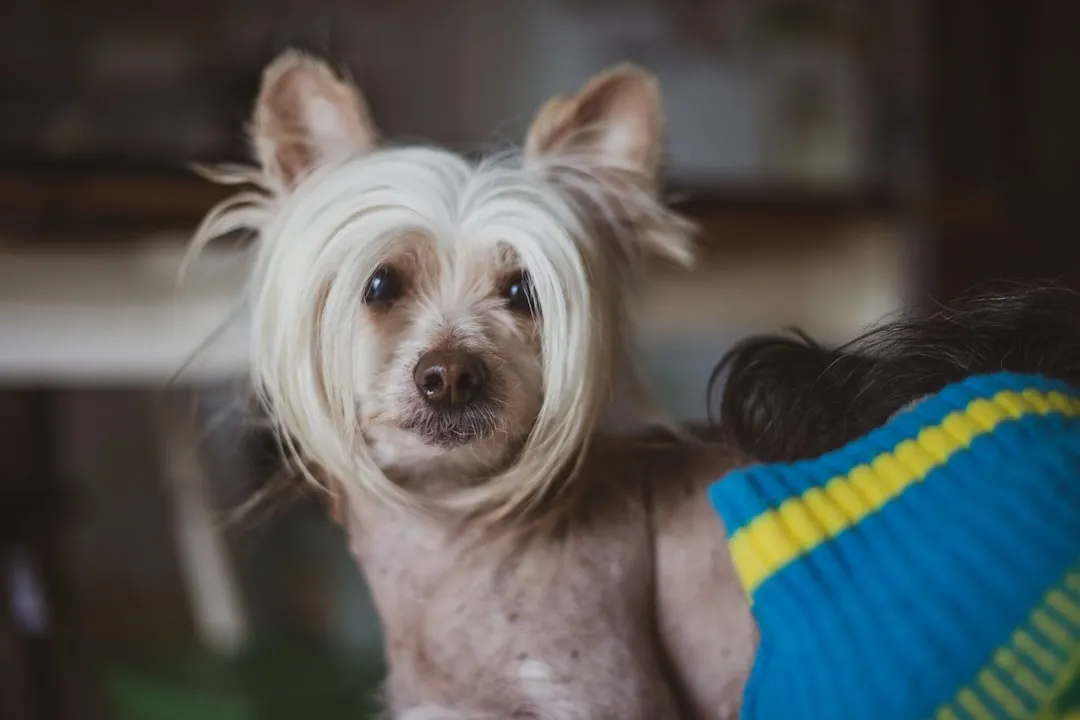 17. Chinese Crested (Hairless): The Definition of Weather-Dependent (Image Credits: Unsplash)