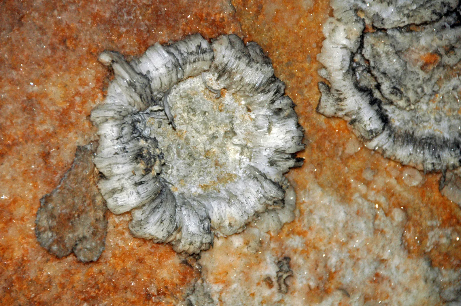 #5 - Unique Mineral Formations Found Only Here (Gypsum speleothem (Cleaveland Avenue, Mammoth Cave, Kentucky, USA) 26, CC BY 2.0)