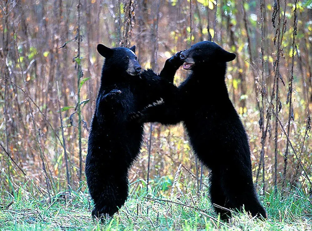 The Bigger Picture About Black Bear Behavior (Image Credits: Flickr)