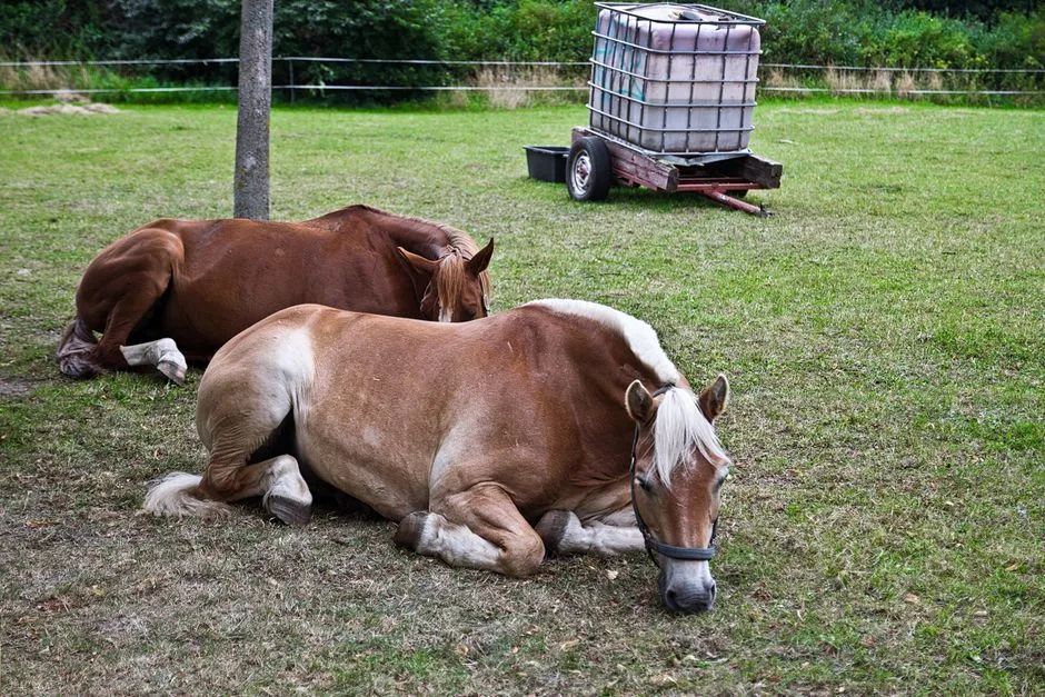 #8 &ndash; Napping or Lying Flat Out When You&rsquo;re Nearby (Image Credits: Pexels)