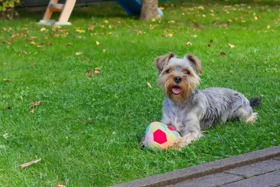 #4. Yorkshire Terrier (Image Credits: Unsplash)