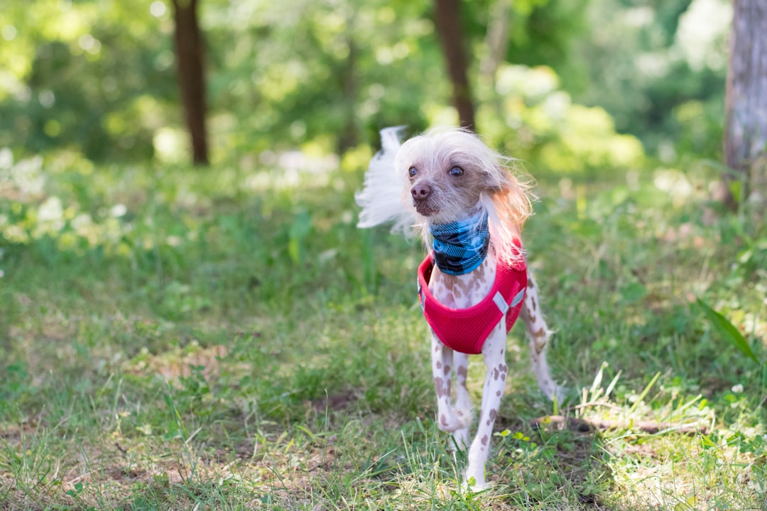 17. Chinese Crested (Image Credits: Unsplash)