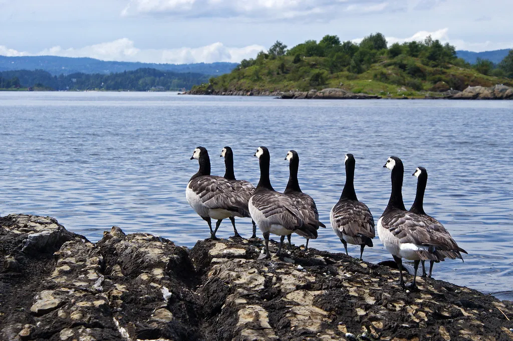 Climate Change: A Major Disruptor (randihausken, Flickr, CC BY-SA 2.0)