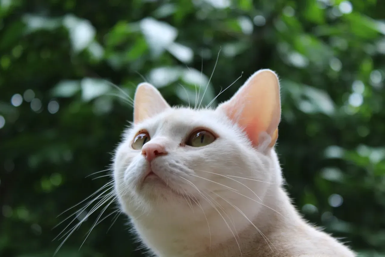 10. The American Shorthair: The Easygoing All-Rounder (Image Credits: Pixabay)