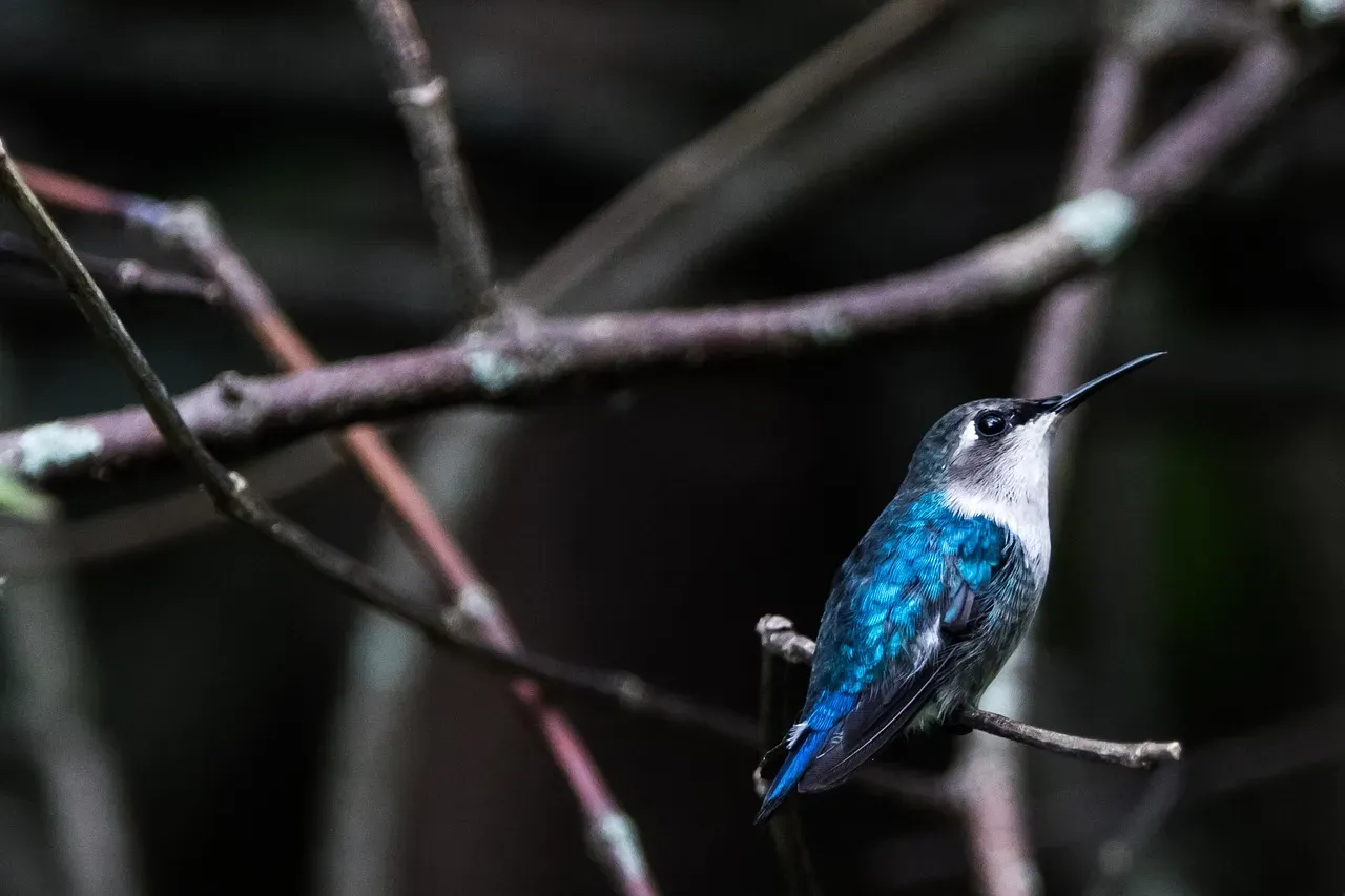 #12: The Smallest Bird in the World Is a Hummingbird (Image Credits: Pixabay)