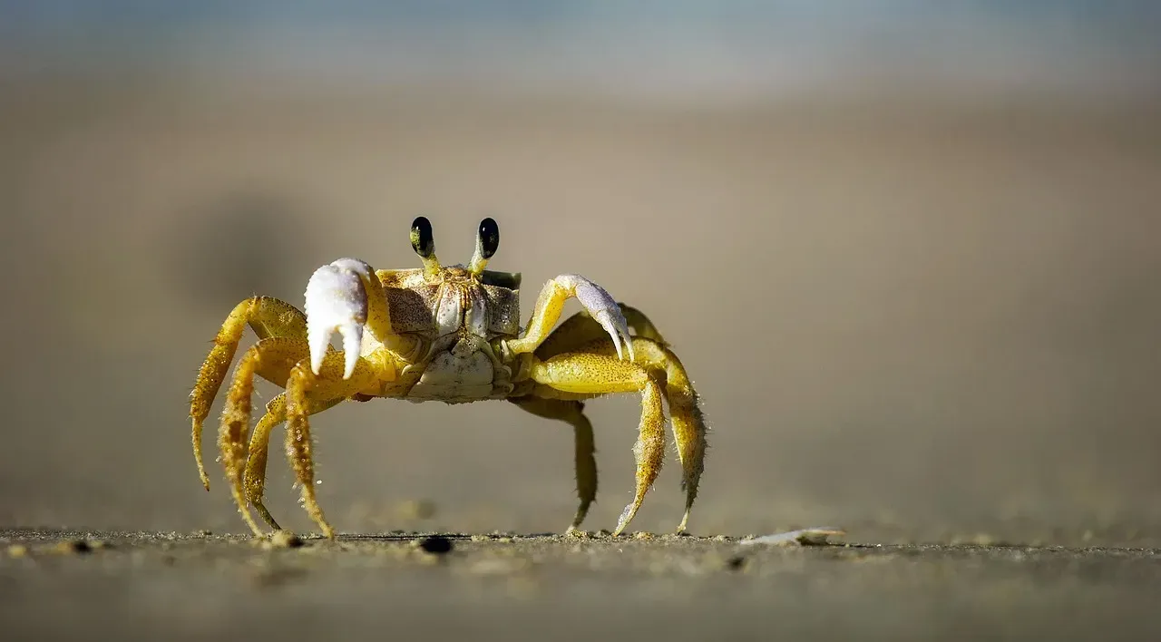 Cancer: The Protective Crab's Hidden Treasures (Image Credits: Pixabay)