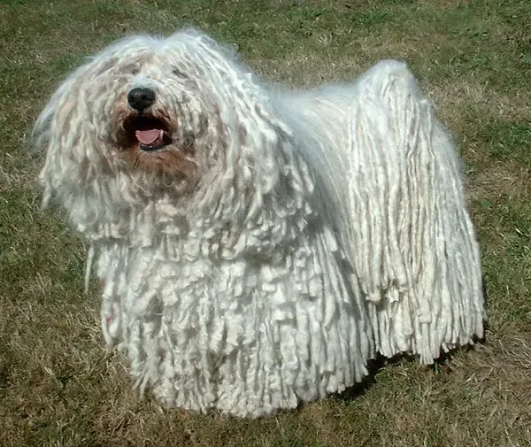 Puli: The Walking Dreadlock (Image Credits: Wikimedia)