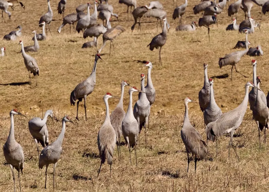 7. Sandhill Cranes: Prehistoric Birds in Farm Country (Image Credits: Pexels)