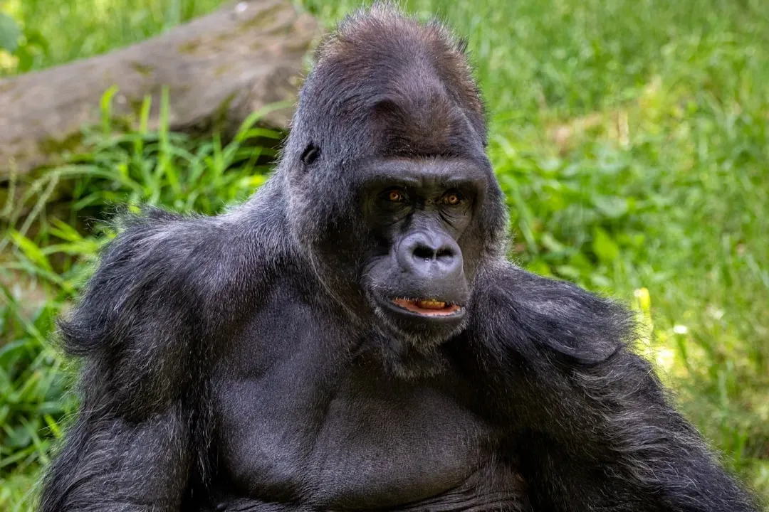 #3. Gorilla (Image Credits: Unsplash)