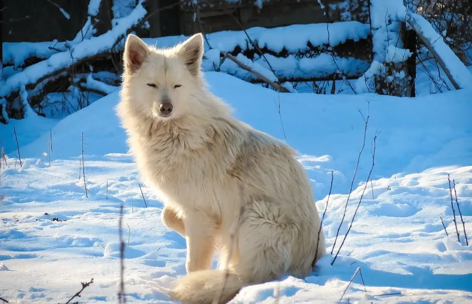 #9 Sagittarius: The Tundra Wolf (Canis lupus albus) (Image Credits: Pexels)