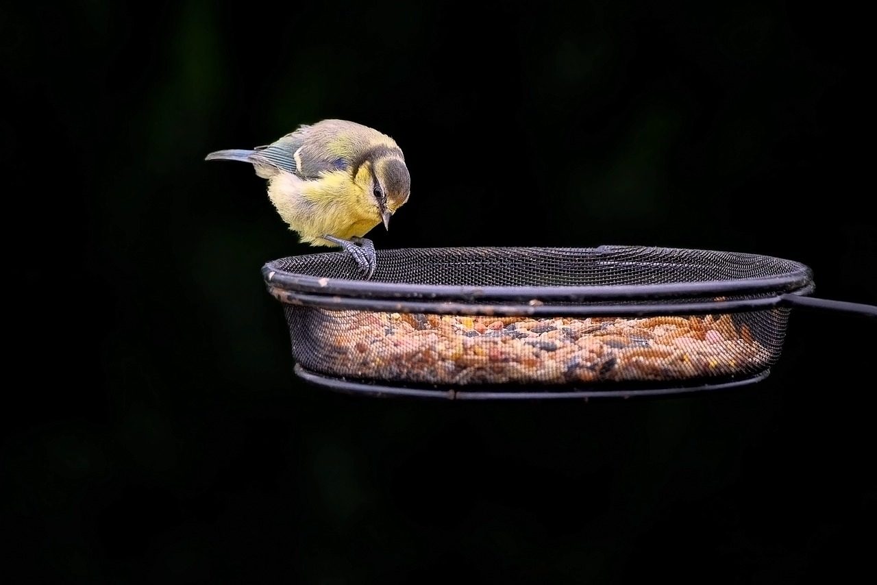 Craft Natural Bird Feeders from Pine Cones and Fruit (Image Credits: Pixabay)