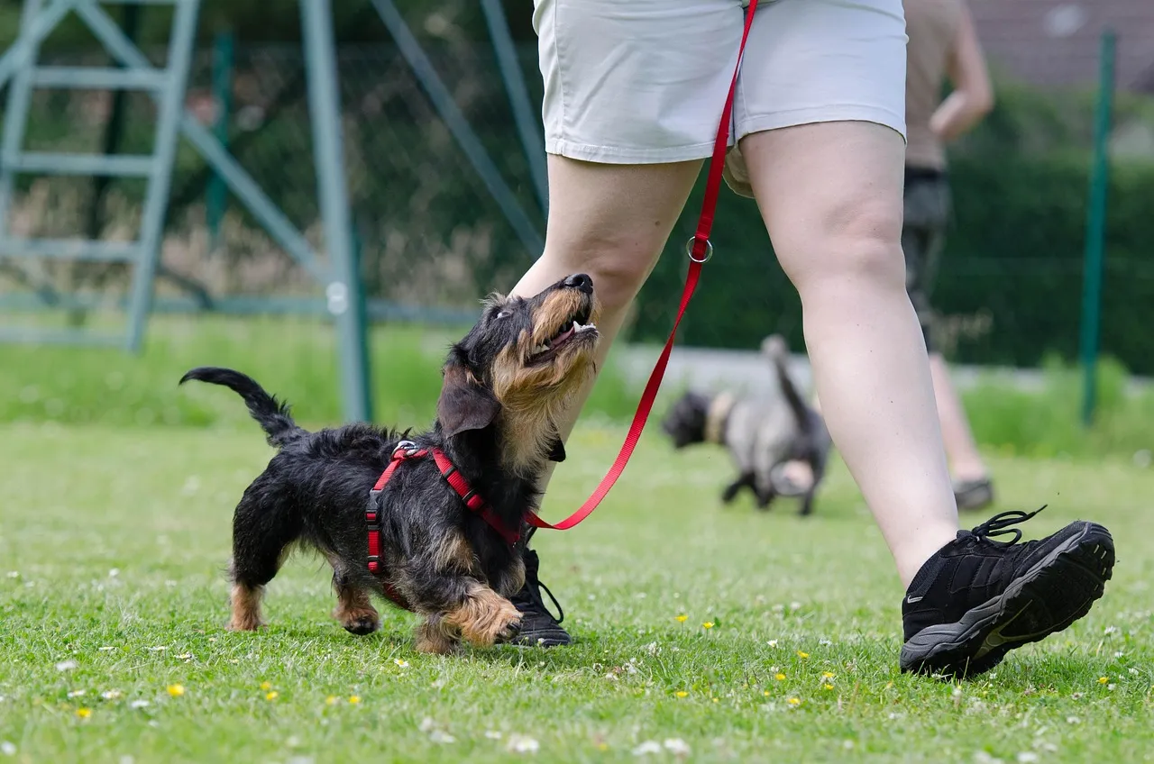 #8 - Assuming the Dog Will "Be Fine" Without Enough Mental Stimulation (Image Credits: Pixabay)
