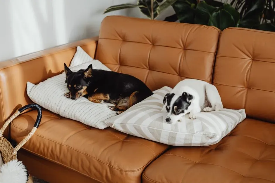 They Shift Position When You Discuss Leaving the House (Image Credits: Pexels)