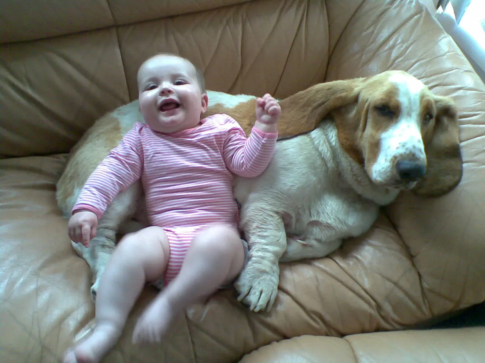 Basset Hound: The Couch Companion (Image Credits: Wikimedia)
