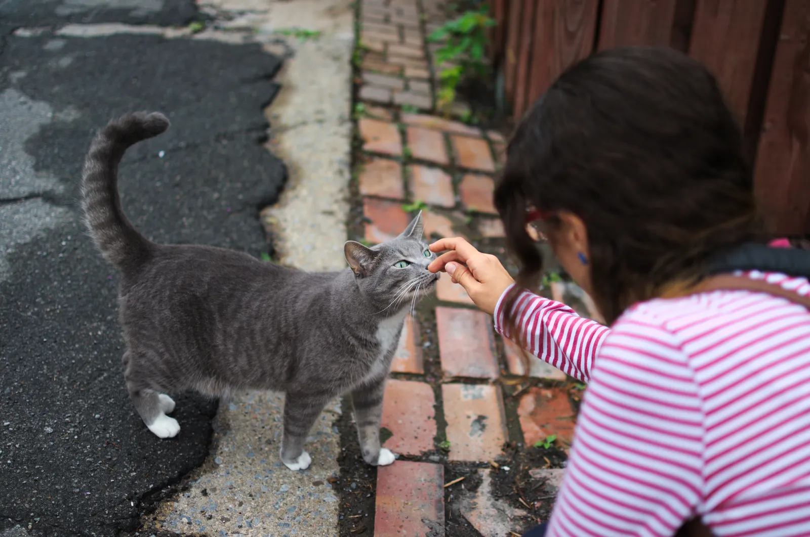 #6 - They Tolerate (Or Even Enjoy) Gentle Handling (By Ivanhercaz, CC BY-SA 4.0)