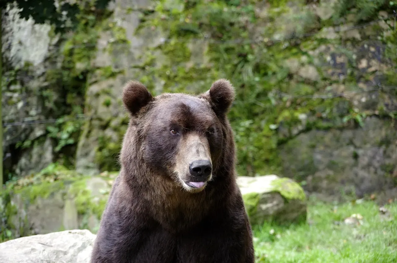 Feeding Bears Is Illegal - and Comes With Real Consequences (Image Credits: Pixabay)
