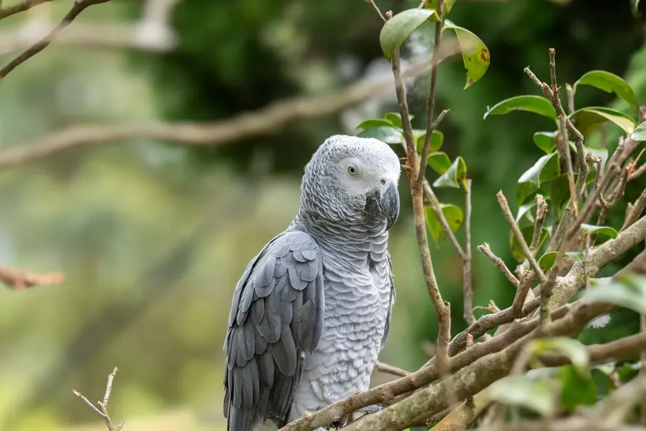 #8 - The Parrot's Exclusive Devotion (Image Credits: Pexels)