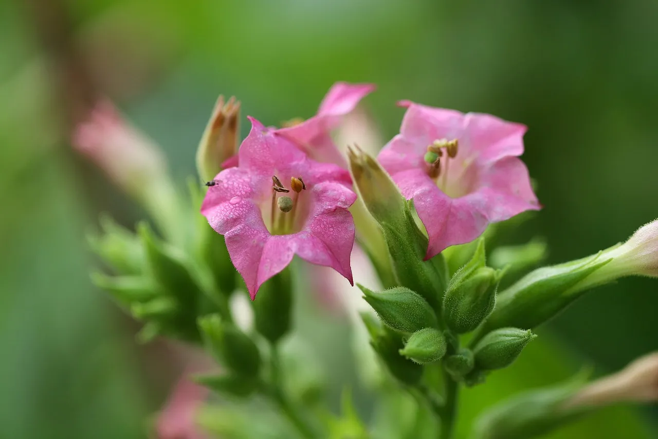 #15 - Flowering Tobacco (Nicotiana): The Dusk Specialist (Image Credits: Pixabay)