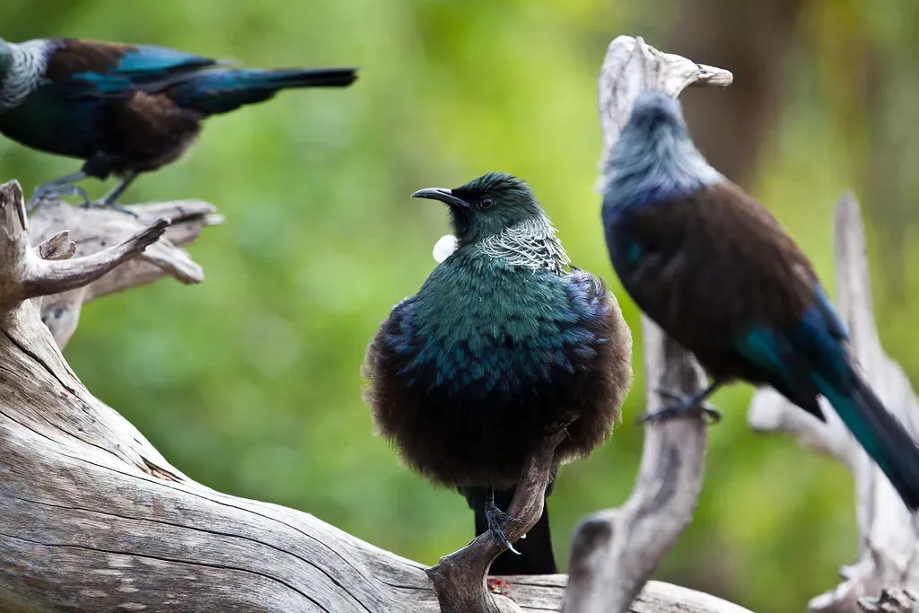 The Quiet Power of Animal Resilience (__Wichid__, Flickr, CC BY 2.0)