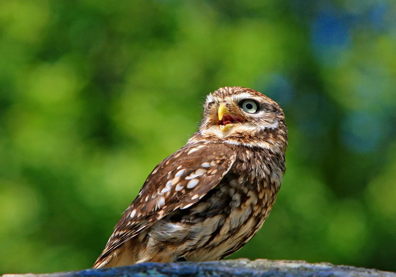 Conclusion: Planting for Owls Is Really Planting for Life (Image Credits: Pixabay)