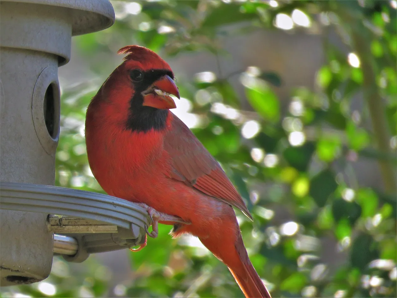 What Cardinal Memory Says About How We See “Ordinary” Wildlife (Image Credits: Pixabay)