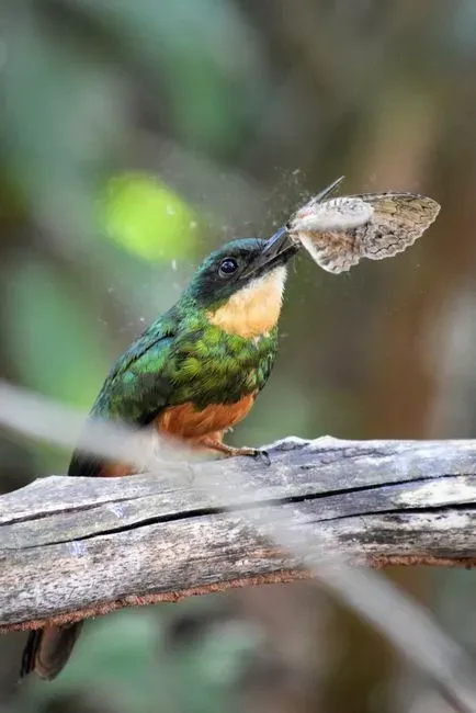 #5 - They Actively Hunt Insects Mid-Air and Actually Need Them (Image Credits: Pexels)