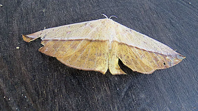 Baron Caterpillar Disguises Itself as a Leaf's Midrib (Image Credits: Wikimedia)