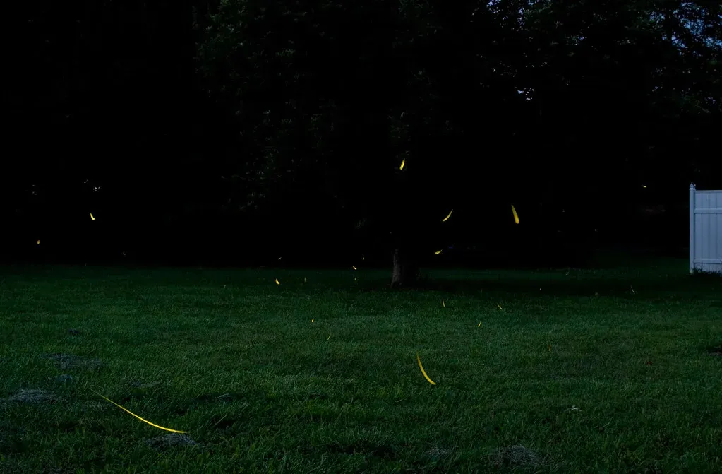 #9: Their Bioluminescence Has Ancient Roots (daveoratox, Flickr, CC BY 2.0)
