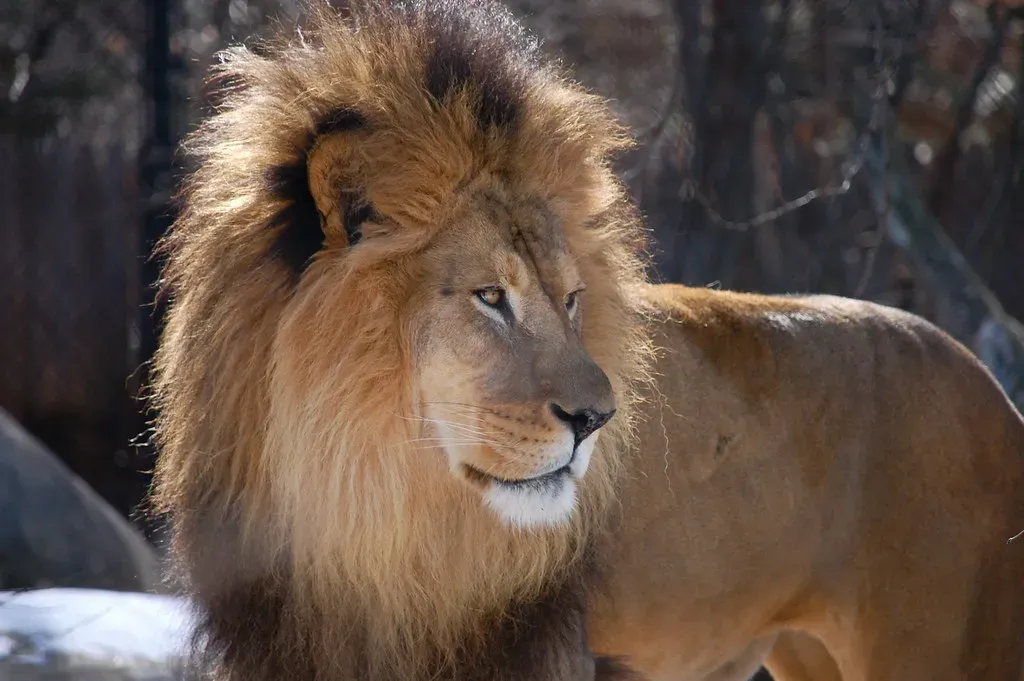 Leo: The Lion's Commanding Presence (Image Credits: Flickr)