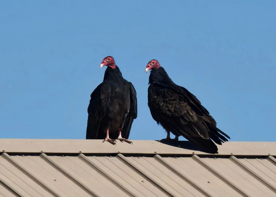 #4 These are deeply social birds, not solitary omens (Image Credits: Pexels)