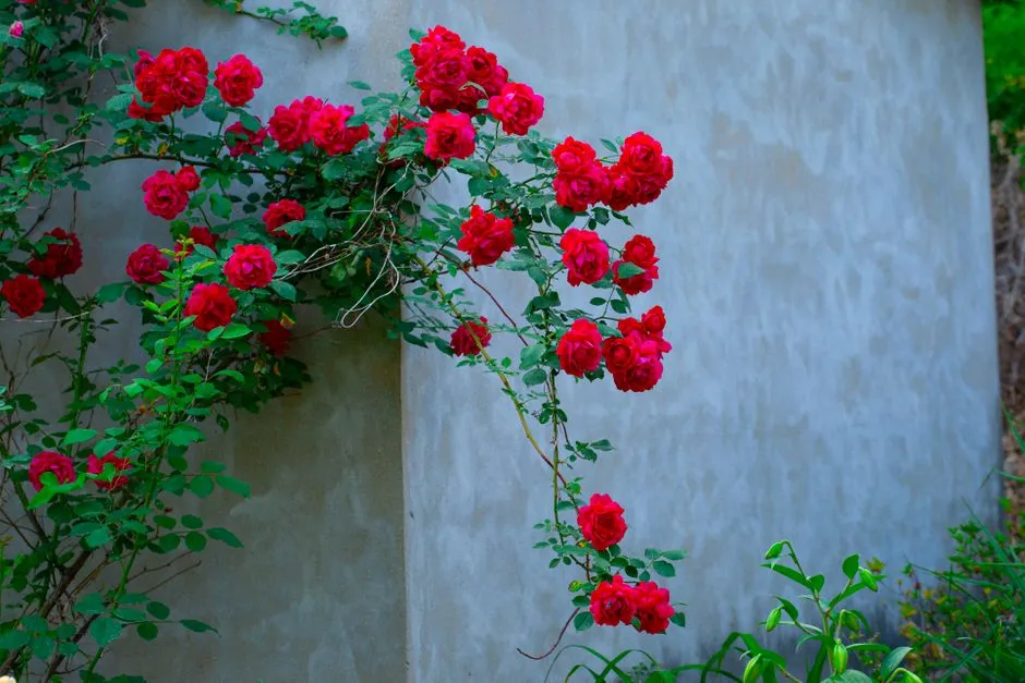 #9 - Climbing Roses (The Tough, Old-Fashioned Types) (Image Credits: Pexels)