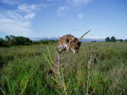 Salt Marsh Harvest Mouse (Image Credits: Wikimedia)