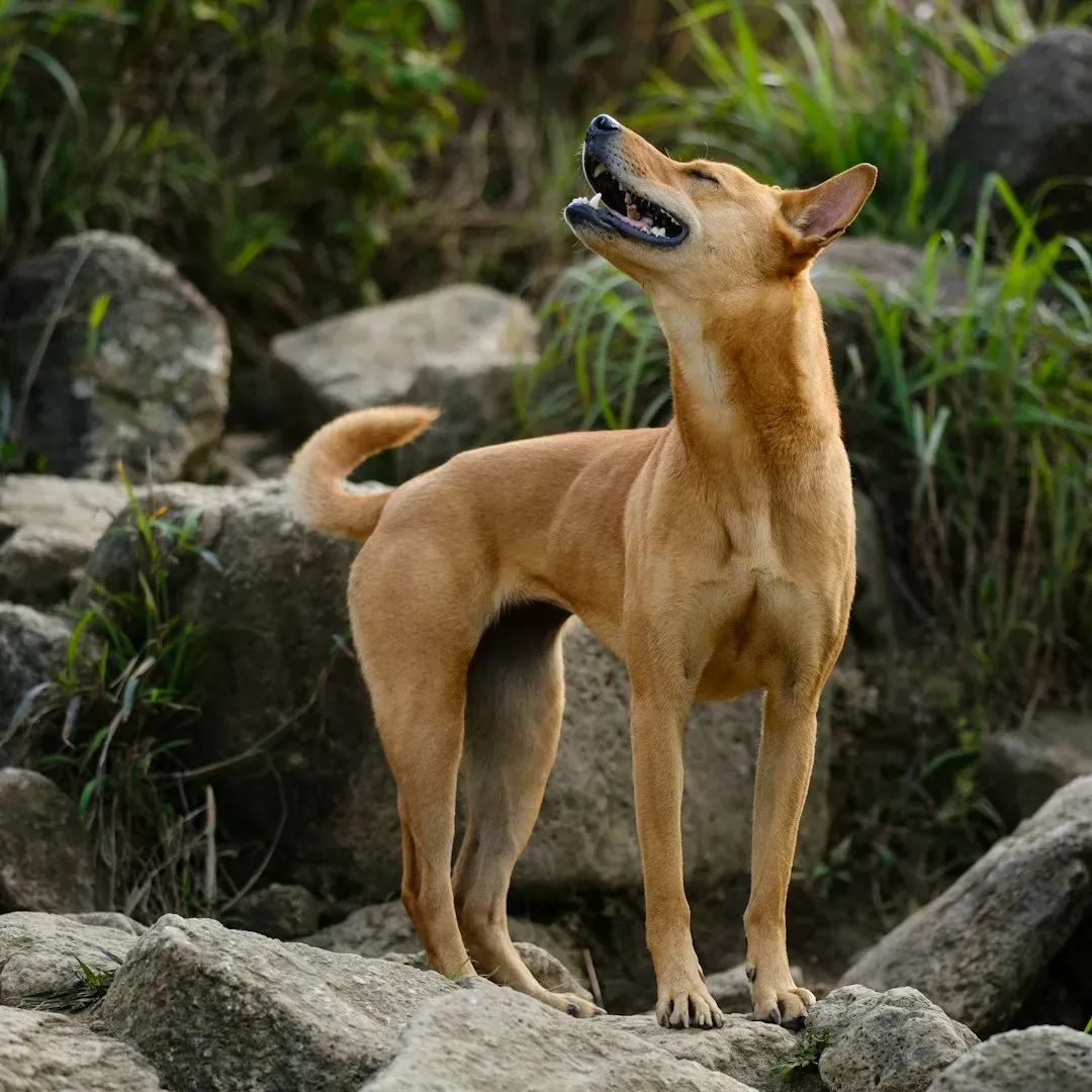 Ibizan Hound (Image Credits: Unsplash)