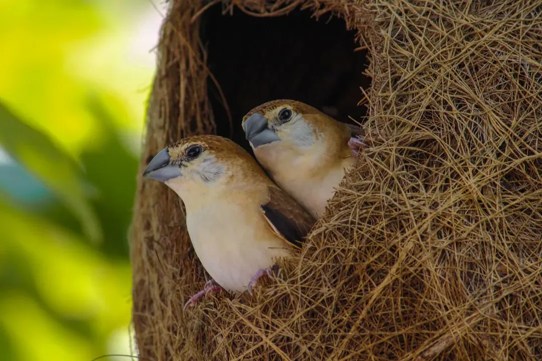 Conclusion: Nature's Master Builders (Image Credits: Unsplash)