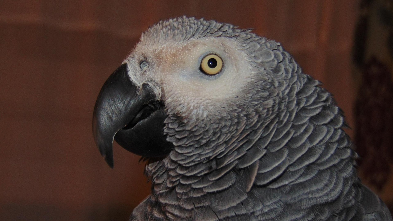 Gemini: The Chatty Parrot (Image Credits: Pixabay)