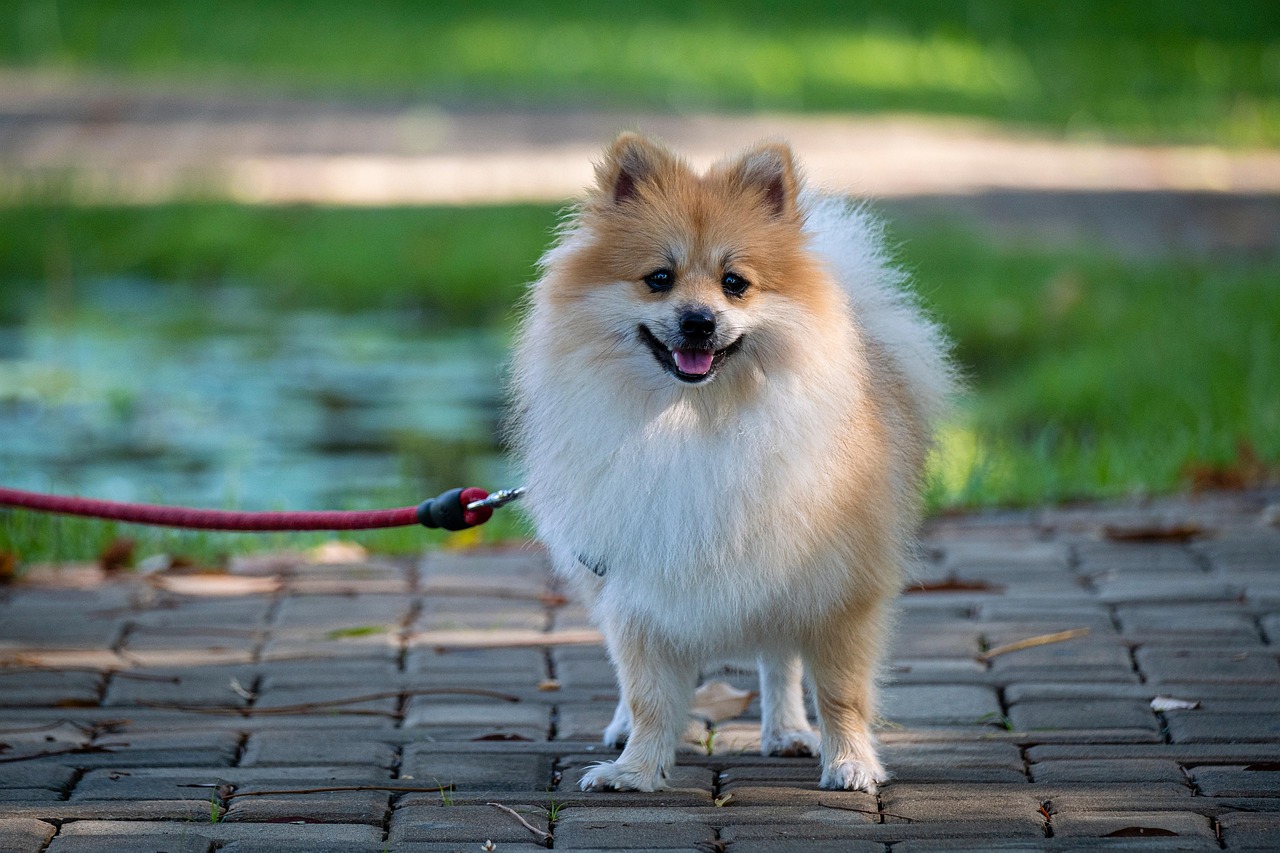Pomeranian - The Fluffy Cloud (Image Credits: Pixabay)