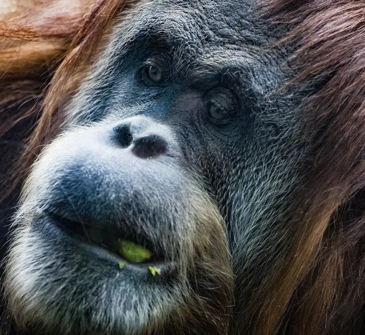 Chimpanzees, Social Rank, and the Testosterone Surprise (Image Credits: Pixabay)