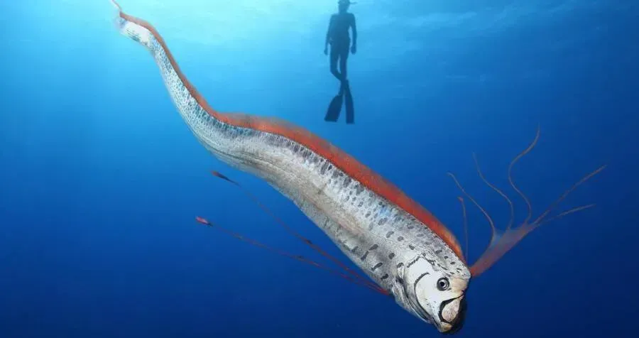 The Giant Oarfish: Sea Serpent of Legend (Image Credits: Source: https://allthatsinteresting.com/)