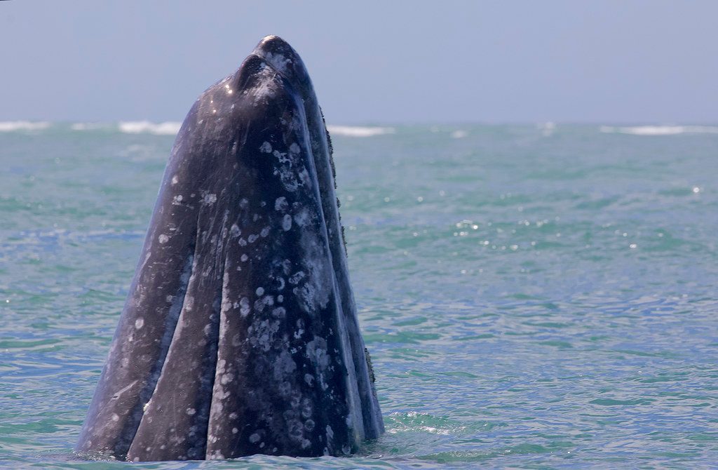 Gray Whales: The Marine Marathon (Image Credits: Flickr)